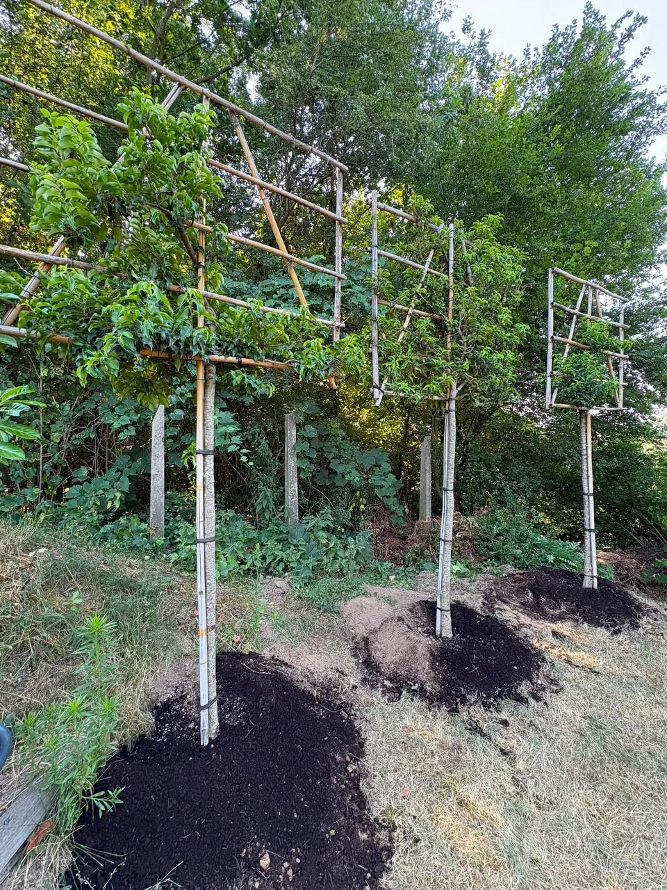 Frisch gepflanzte Spalier-Bäume mit Mulch