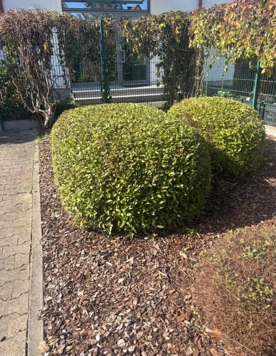 Frisch geschnittene Kugelsträucher