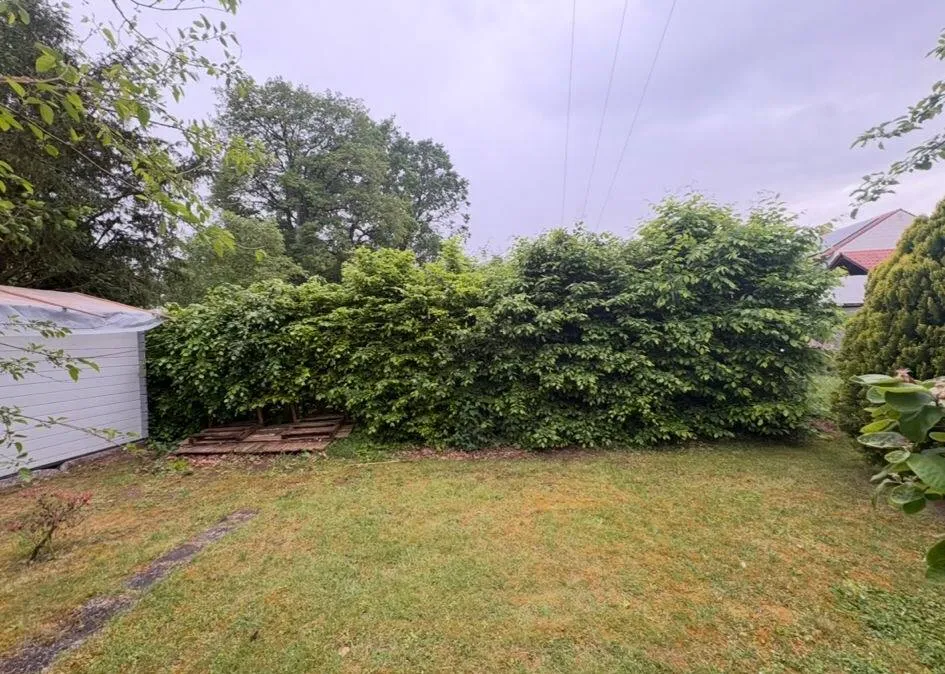 Vorher: Heckenschnitt einer Hainbuchenhecke